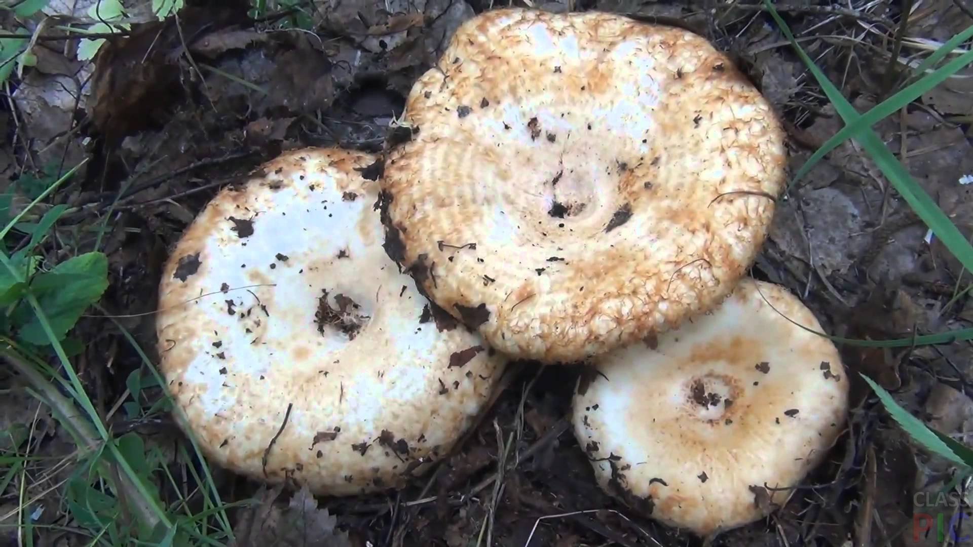 Белый груздь грибы белянки