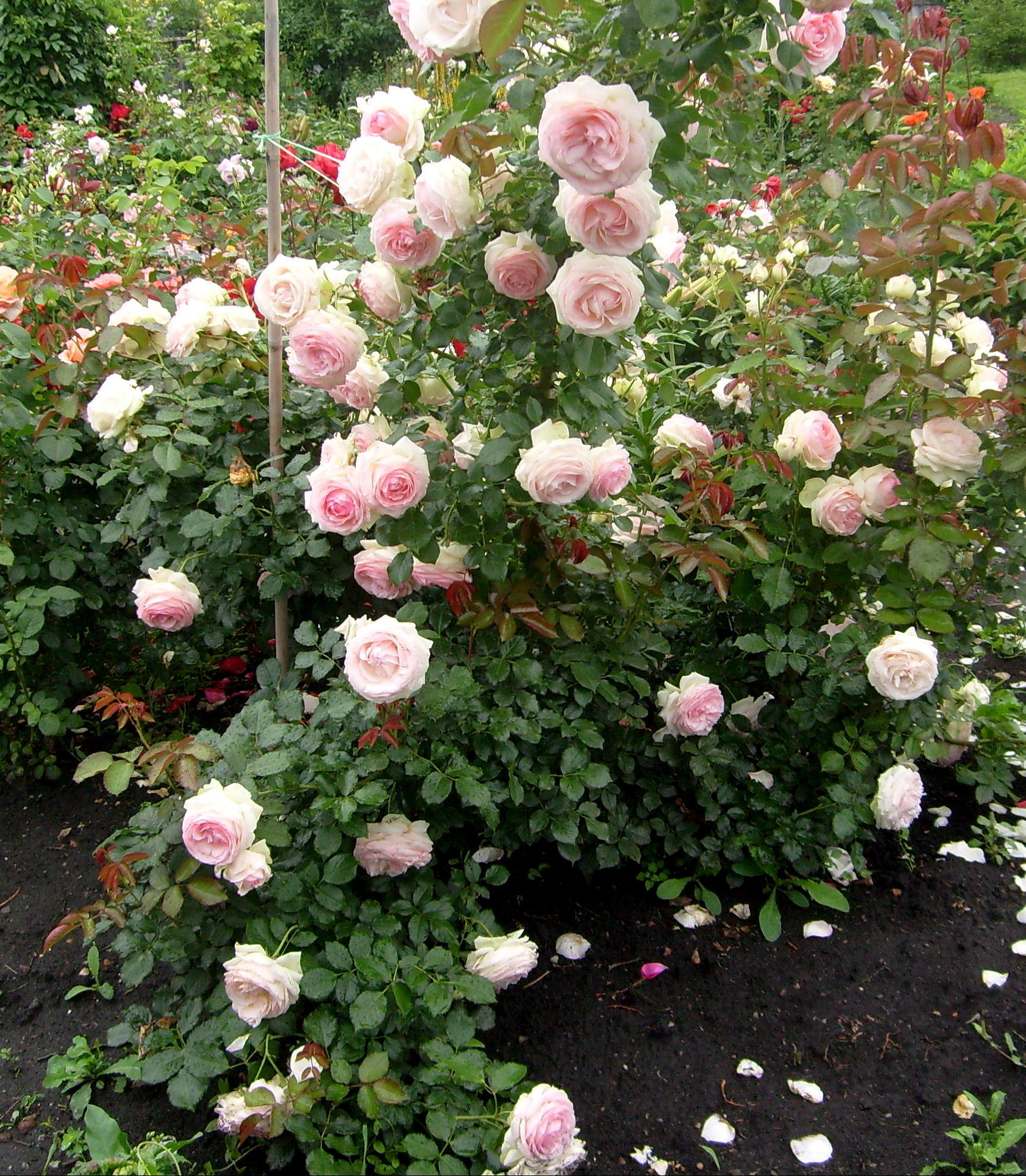 Роза полуштамбовая Meilland v7