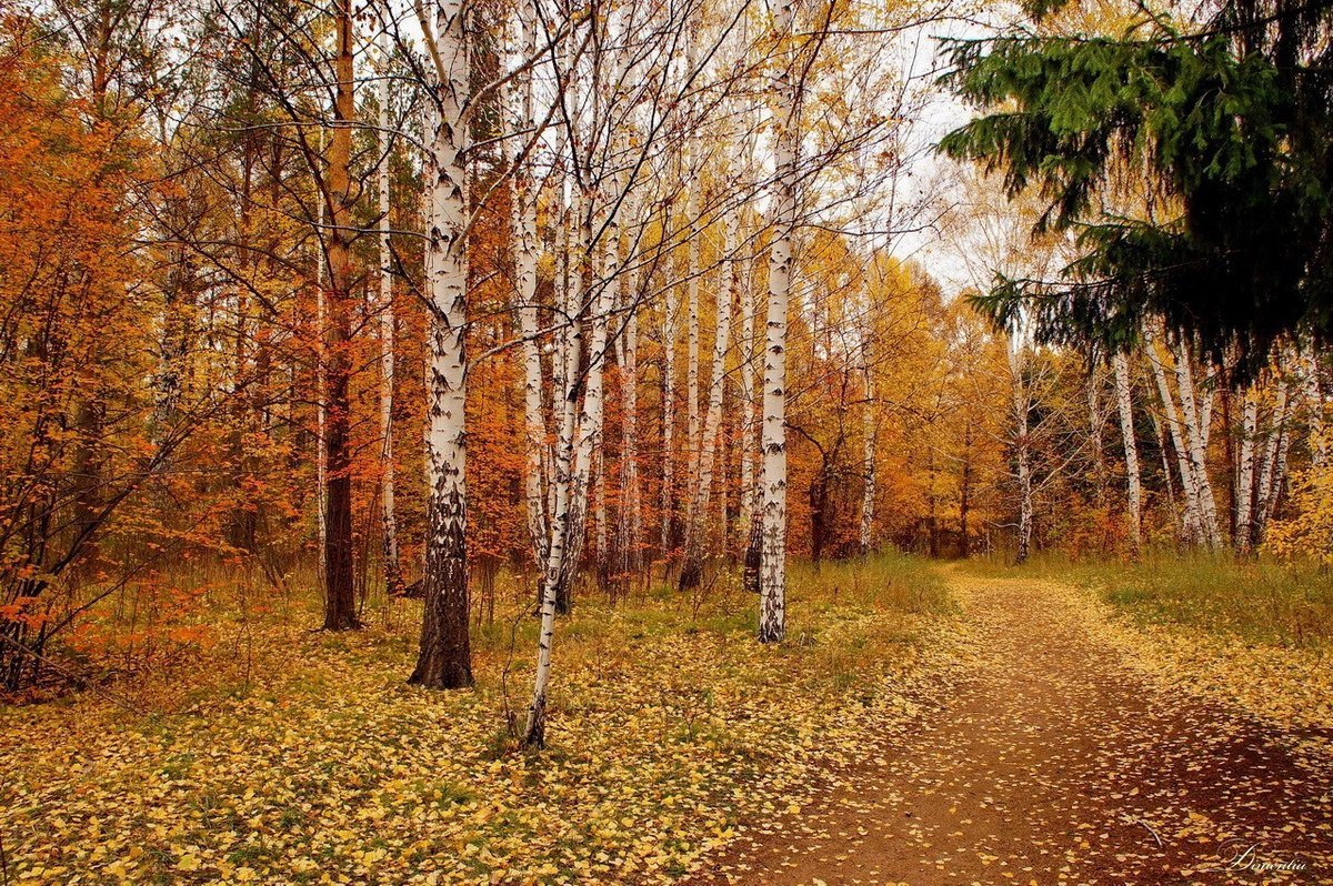 Осенний Березовый Лес Картинки