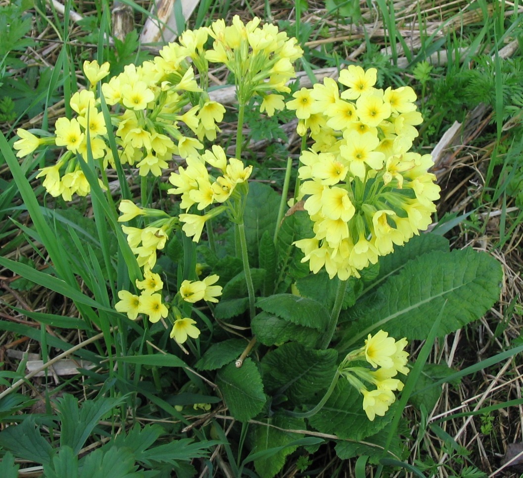 Примула высокая (Primula elatior),