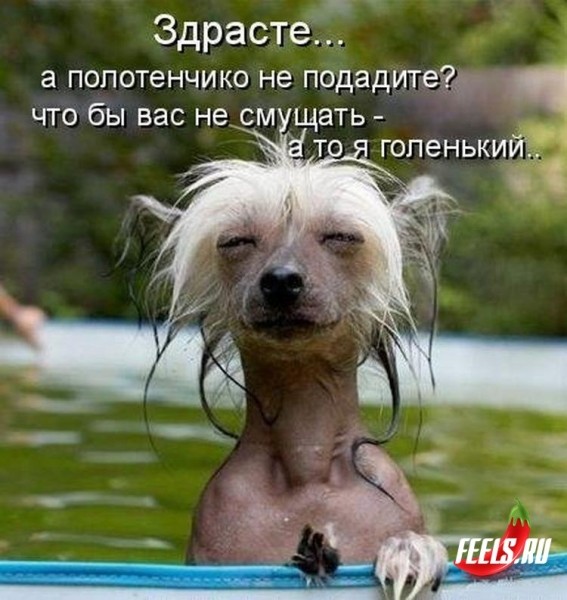 Картинка с надписью здрасьте вам, открытка английскому