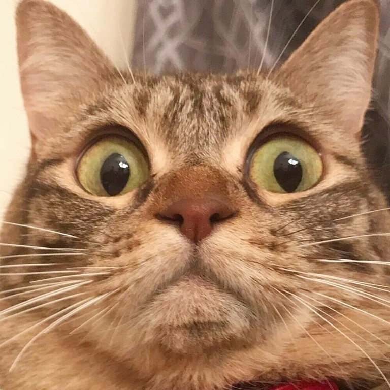 Кот с взглядом мем