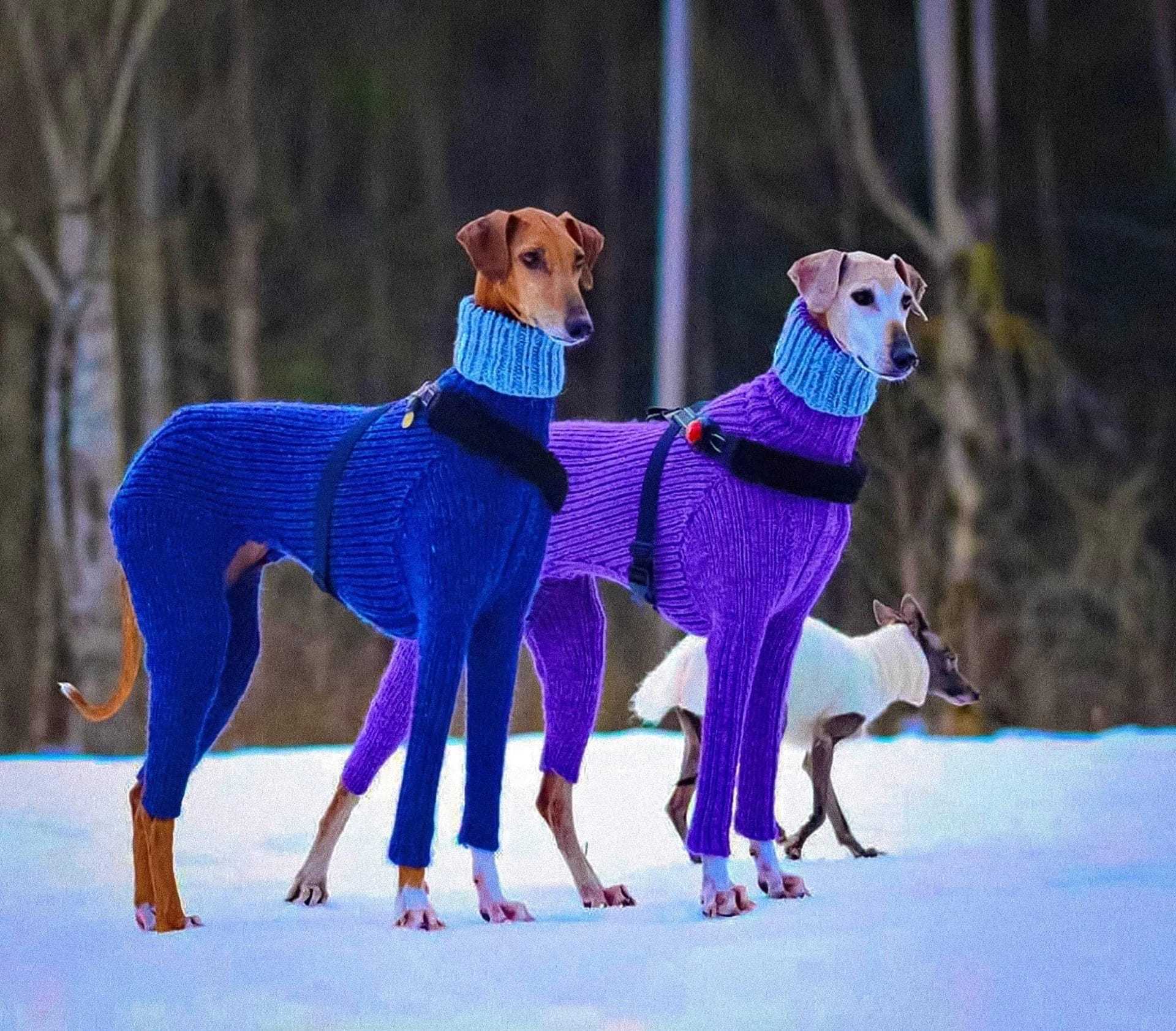 Как одеть на щенка свитер