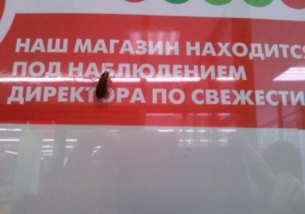 Так вот он какой, директор по свежести!