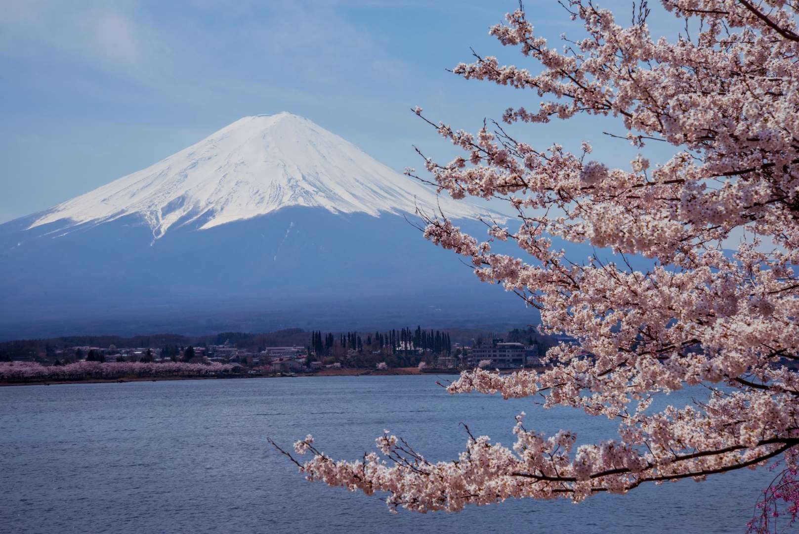 Пять озёр Фудзи цветение Сакуры
