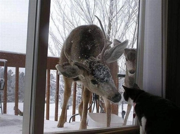 - Увезу тебя я в тундру...

- Мне и дома хорошо!