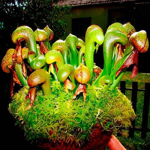 Комнатное растение Дарлингтония (Darlingtonia)