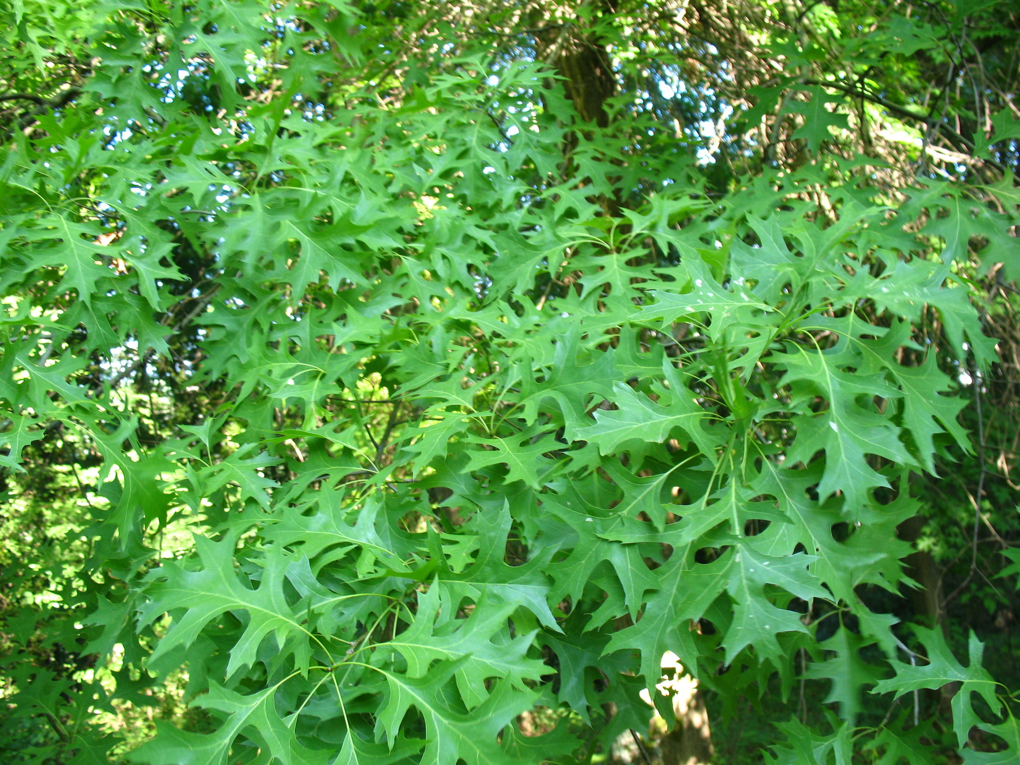 Дуб мирзинолистный Quercus myrsinaefolia. Quercus myrsinifolia. Quercus myrsinifolia Blume. Ива мирзинолистная.