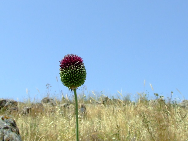 Лук жемчужный, Лук виноградный
Allium ampeloprasum
Семейство: Луковые / Лилейные / Гиацинтовые (Alliaceae / Liliaceae / Hyacinthaceae)
Происхождение: Средиземноморье

Существуют две версии происхождения названия рода. Одни исследователи считают, что род обязан своим названием чесноку: в Древнем Риме чеснок называли Allium. Другие связывают происхождение этого родового названия с кельтским словом all - жгучий.  
