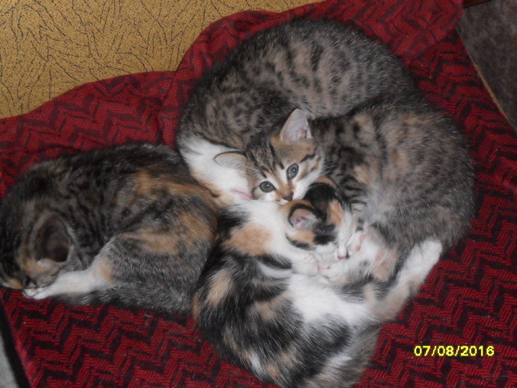 Какие котята родятся у трехцветной кошки. Родились трехцветные котята. Новорождённые котята у трёхцветной кошки. Какие котята рождаются у трехцветной кошки. Трёхцветные котята только родились.
