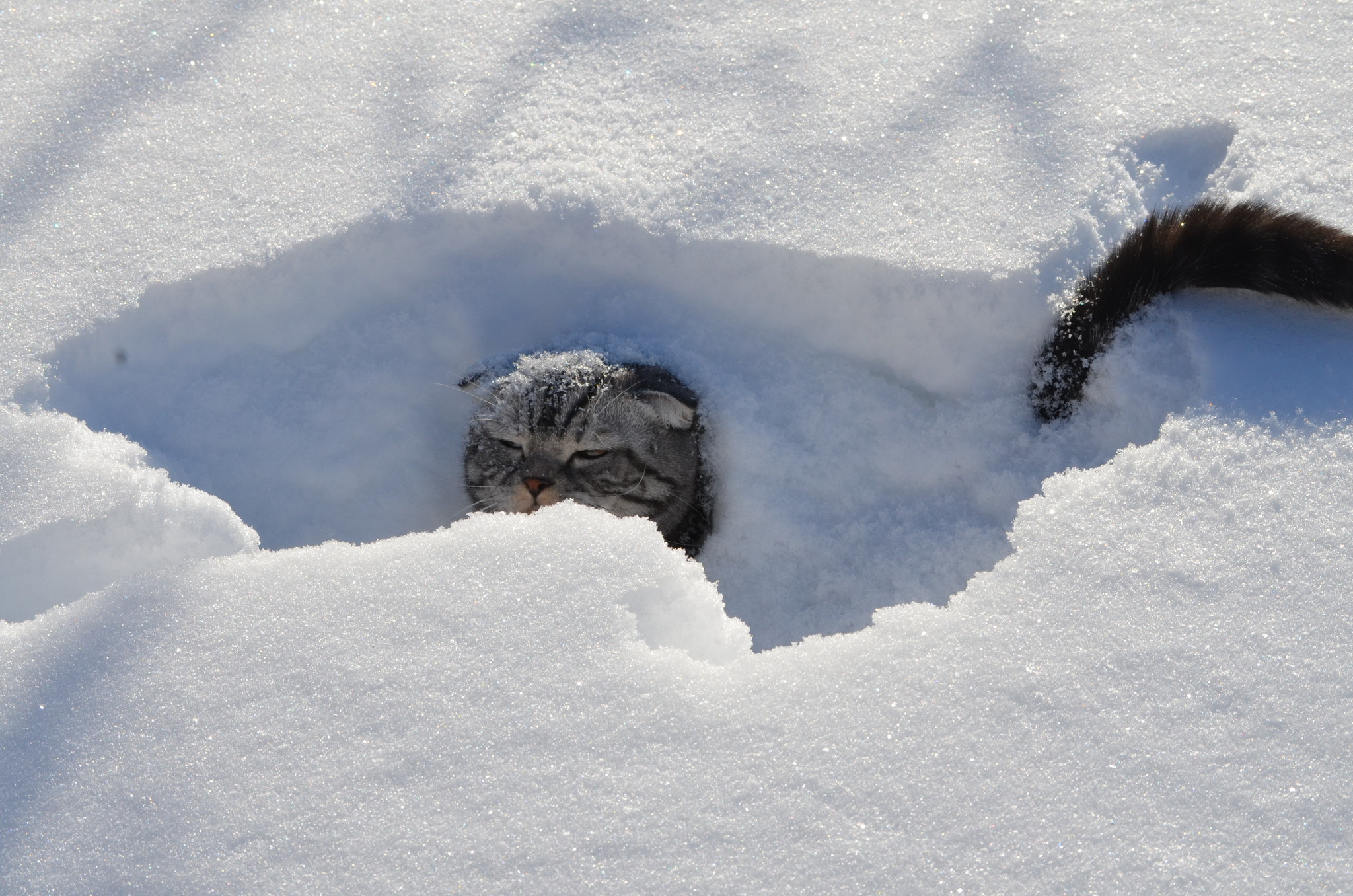 Пробираться по сугробам. Кот прячется в снегу. Под снегом прячется. Тетерев в снегу. Кот пробирается через сугробы.