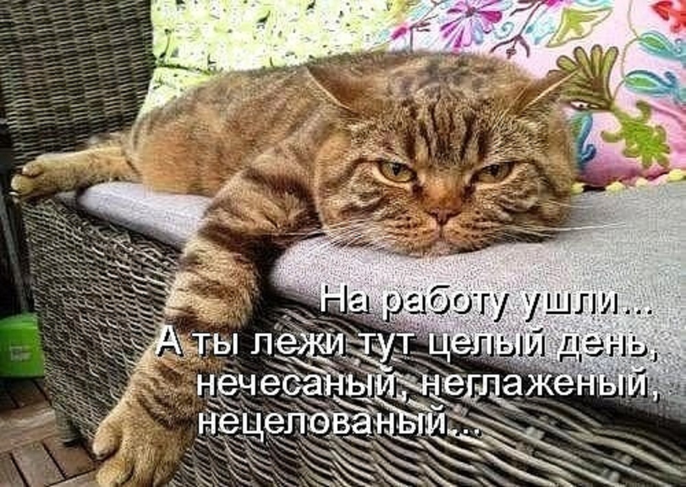 Можно целый день. Уйдите все на работу кот. Неглаженый кот. Кошачья работа прикол. Работай котик надпись.